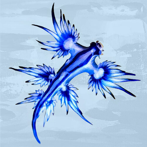 Blauer Drachen - Glaucus atlanticus von Holger Mühlbauer-Gardemin, Andere Medien kaufen auf Singulart
