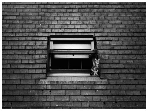 Little Neighbor von Magda Lates, Fotografie kaufen auf Singulart