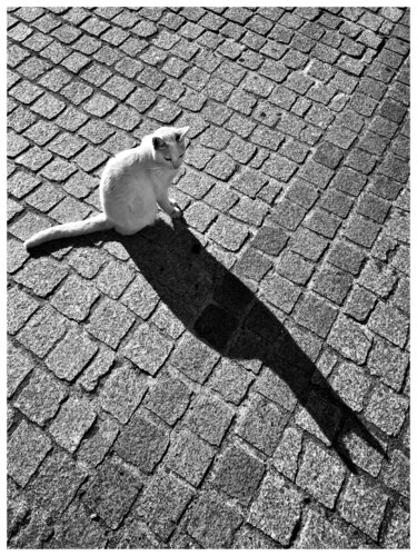 White Cat, Black Shadow de Magda Lates, Fotografía a la venta en Singulart