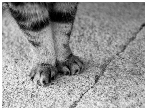 Cat Paws, Corsica de Magda Lates, Fotografía a la venta en Singulart