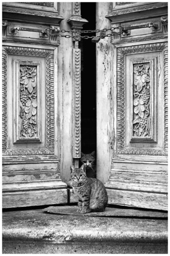 Old Town Cats von Magda Lates, Fotografie kaufen auf Singulart