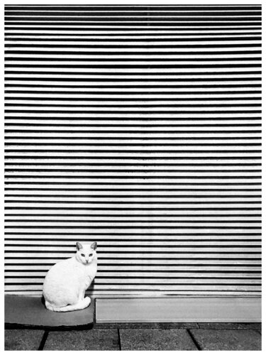 The White Cat de Magda Lates, Fotografía a la venta en Singulart
