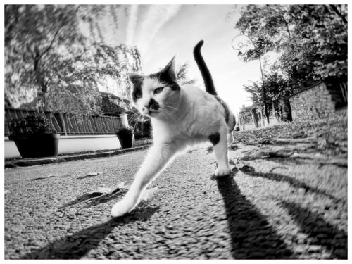 The Alley Cat di Magda Lates, Fotografia in vendita su Singulart