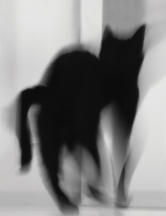 The Cat Magda Lates