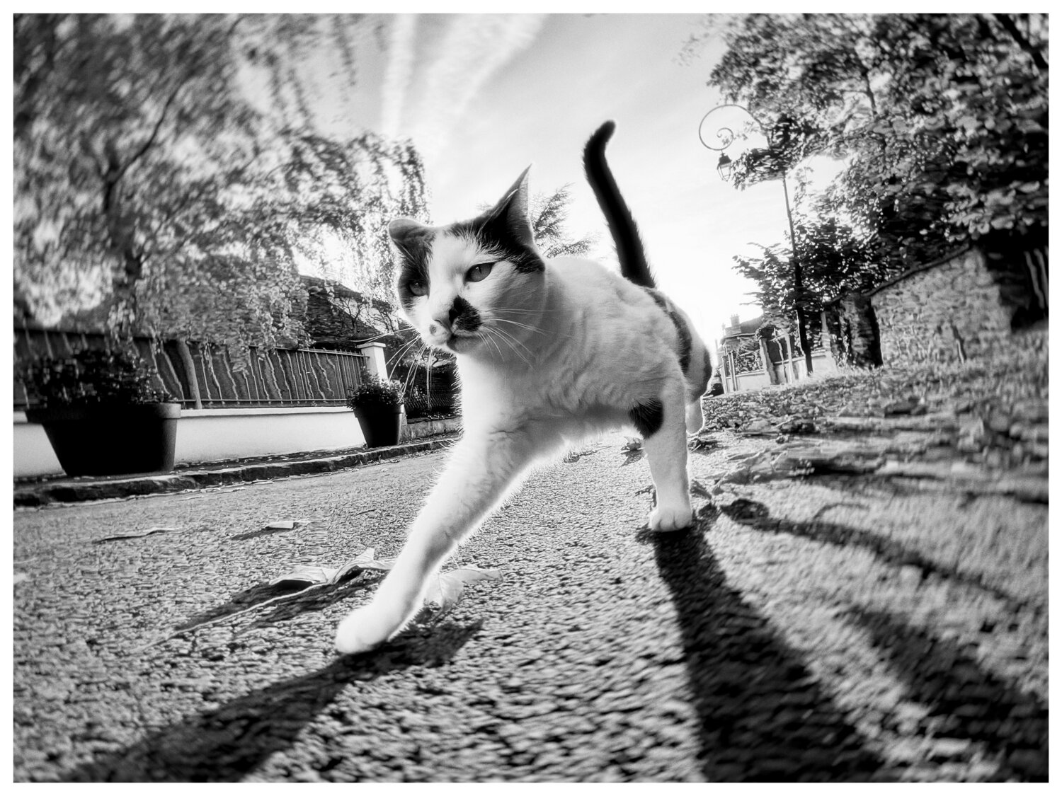 The Alley Cat Magda Lates