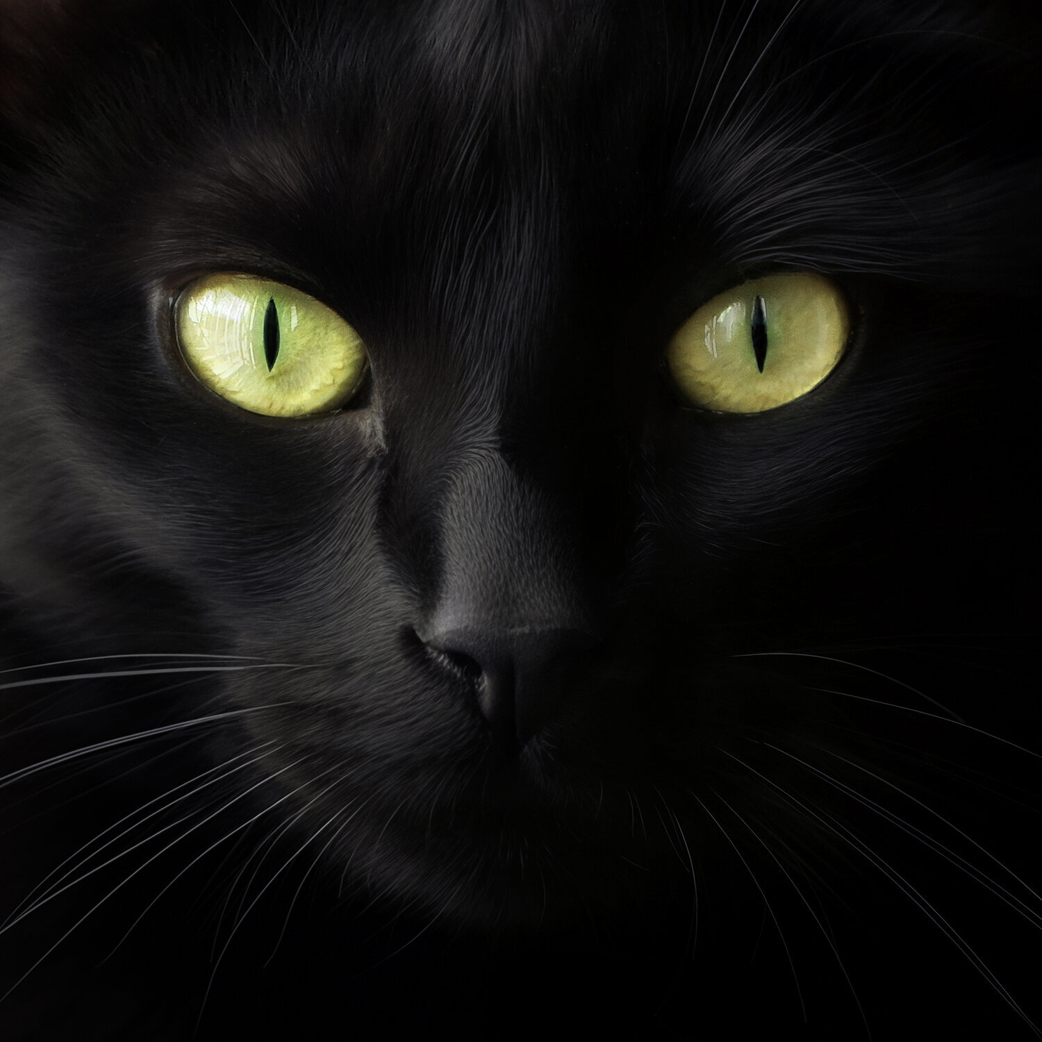 The Black Cat Magda Lates