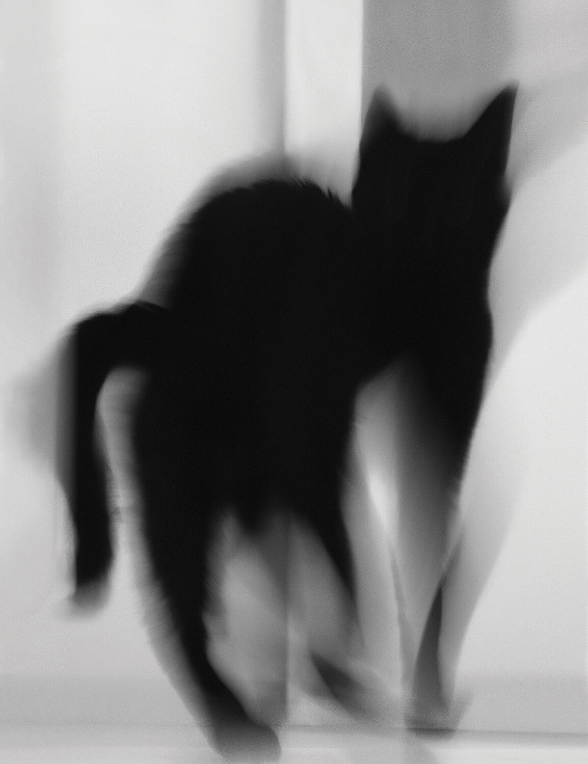 The Cat Magda Lates