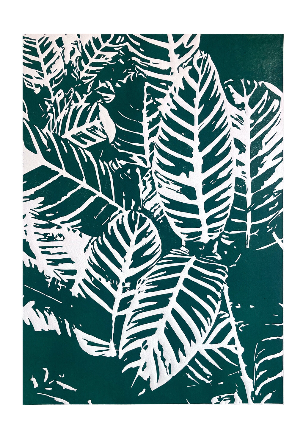 Calatea cebra Menta Carol Welsch