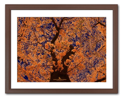 ORANGE CHERRY TREE by Takao Sakagami, 사진 for Sale on Singulart