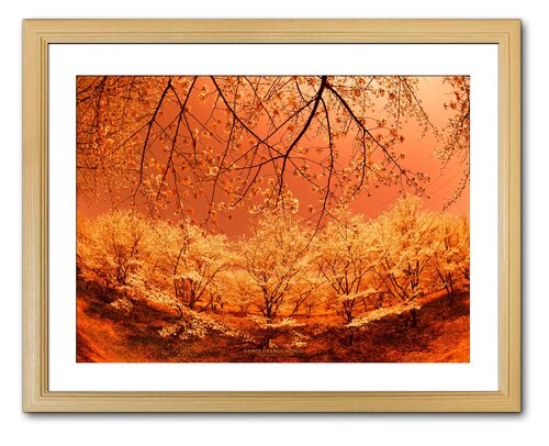 ORANGE CHERRY BLOSSOME IN A DREAM by Takao Sakagami, 사진 for Sale on Singulart