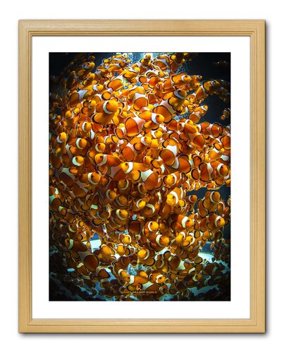 A SWARM OF ORANGES by Takao Sakagami, 사진 for Sale on Singulart