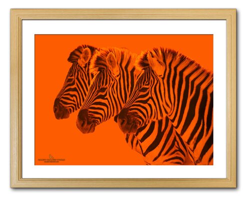 ORANGE ZEBRAS by Takao Sakagami, 사진 for Sale on Singulart