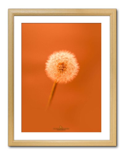 SOFT ORANGE IN SPRING von Takao Sakagami, Fotografie kaufen auf Singulart