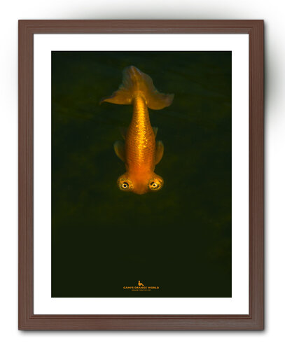 GOLDFISH COMING van Takao Sakagami, Fotografie te koop op Singulart