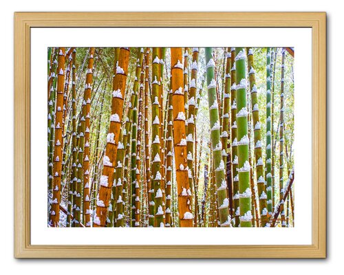 GREEN AND ORANGE BAMBOO FOREST von Takao Sakagami, Fotografie kaufen auf Singulart