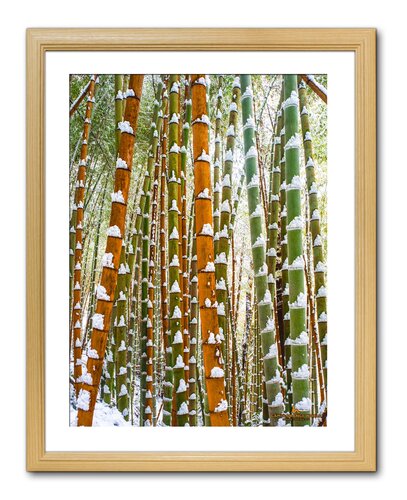 GREEN AND ORANGE BAMBOO FOREST by Takao Sakagami, 사진 for Sale on Singulart