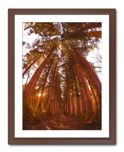 SACRED ROAD IN ORANGE by Takao Sakagami, 사진 for Sale on Singulart
