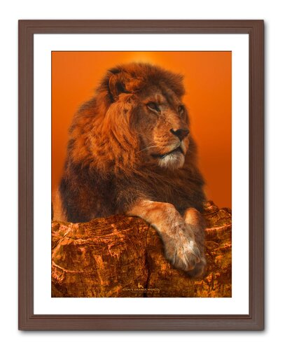 TWILIGHT LION von Takao Sakagami, Fotografie kaufen auf Singulart