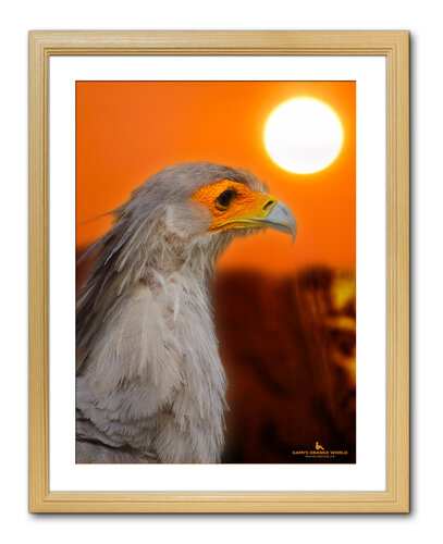 EAGLE WITH ORANGE FACE von Takao Sakagami, Fotografie kaufen auf Singulart