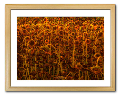 TIRED SUNFLOWER von Takao Sakagami, Fotografie kaufen auf Singulart