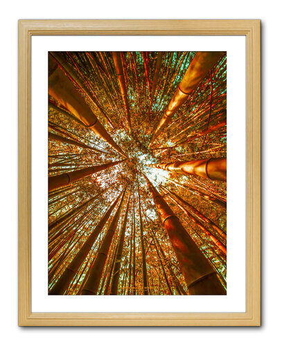 ORANGE BAMBOO RUSHING FORWARD by Takao Sakagami, Photography for Sale on Singulart