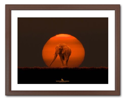 ELEPHANT IN THE SUN by Takao Sakagami, Photography for Sale on Singulart