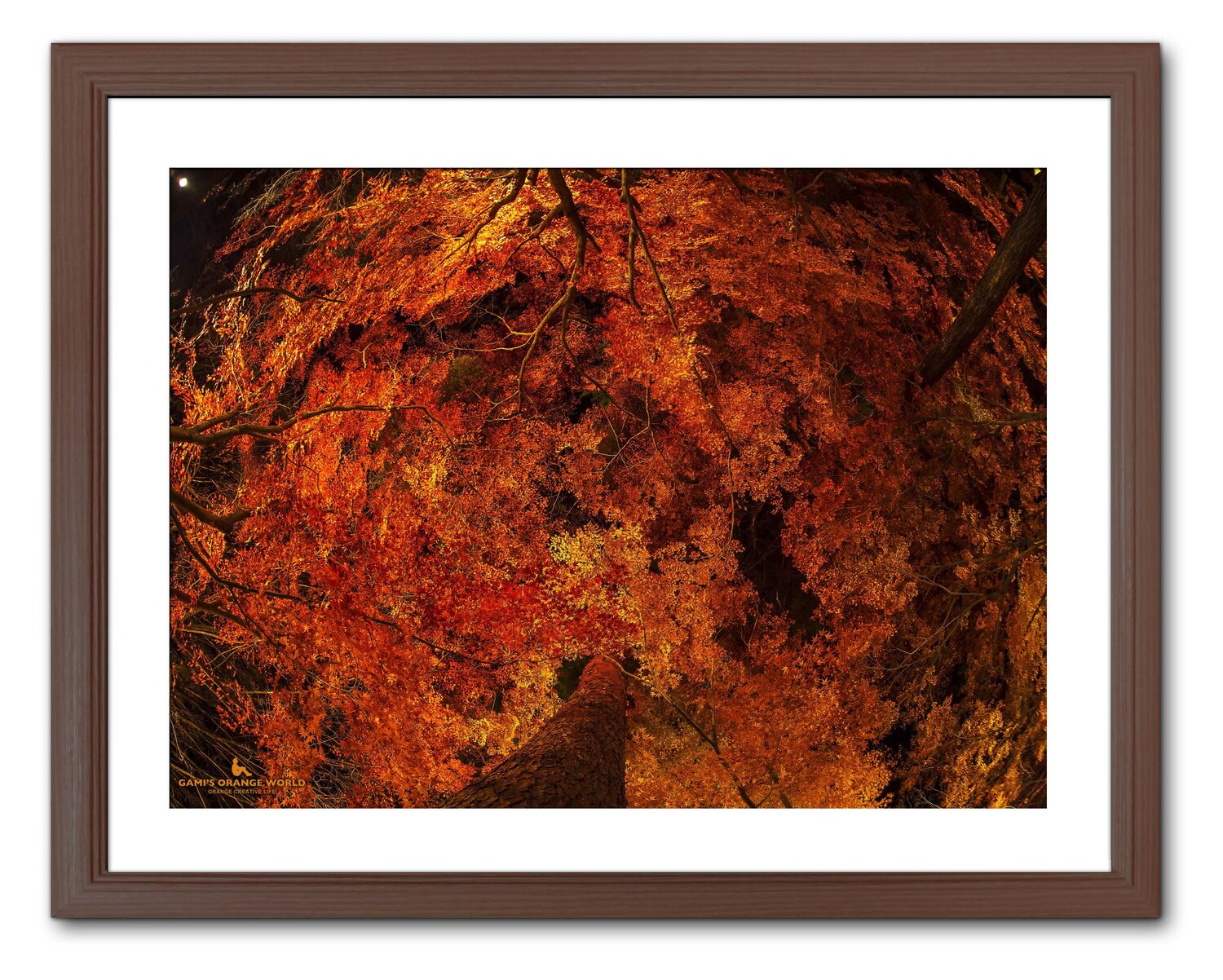 GORGEOUS ORANGE Takao Sakagami