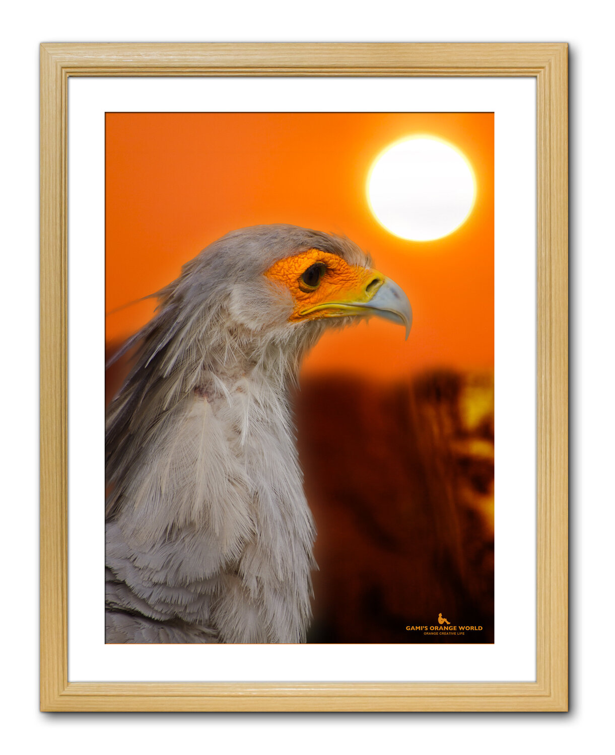 EAGLE WITH ORANGE FACE Takao Sakagami