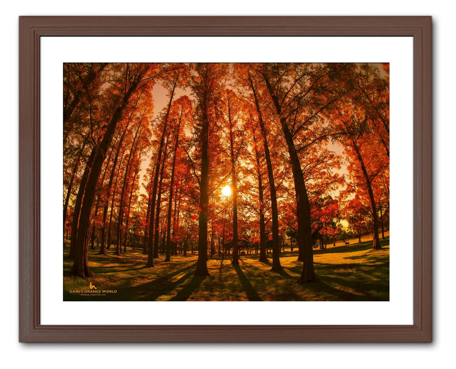REVIVED ORANGE Takao Sakagami Photographie à vendre