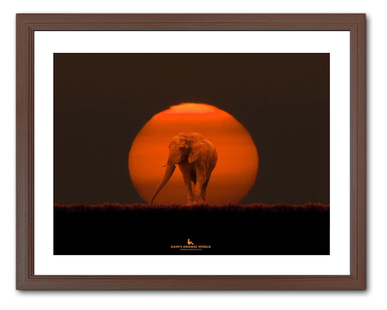 ELEPHANT IN THE SUN Takao Sakagami Photography for sale