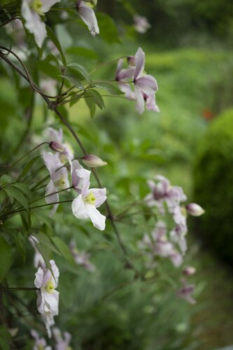 Clematis N°7 von Ana Karina Haller, Fotografie kaufen auf Singulart