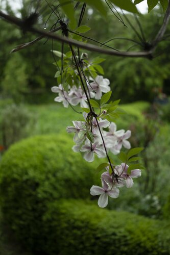 Clematis N°8 di Ana Karina Haller, Fotografia in vendita su Singulart