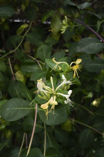 Honeysuckle N°2 di Ana Karina Haller, Fotografia in vendita su Singulart