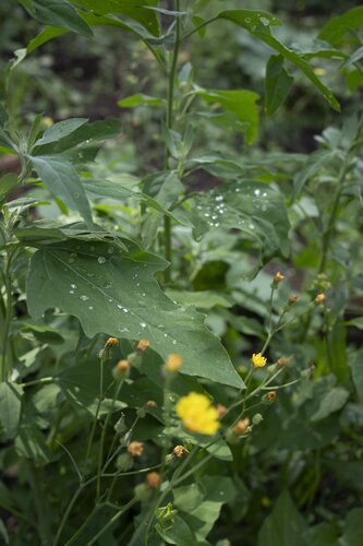 Leafdrops N°1 by Ana Karina Haller, Photography for Sale on Singulart