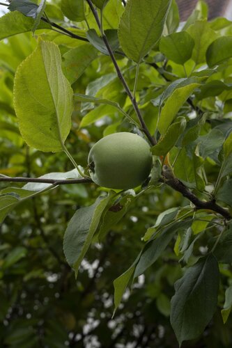 Apple N°6 di Ana Karina Haller, Fotografia in vendita su Singulart