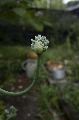 Chives onion flower di Ana Karina Haller, Fotografia in vendita su Singulart