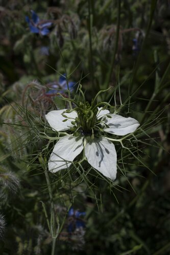 Wildflower N°7 di Ana Karina Haller, Fotografia in vendita su Singulart