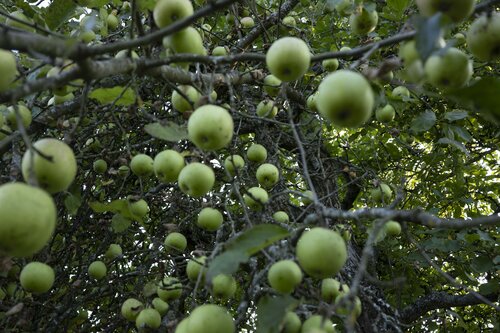 L' univers des pommes by Ana Karina Haller, Photography for Sale on Singulart