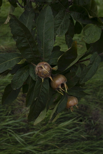 Medlar N°3 by Ana Karina Haller, Photography for Sale on Singulart