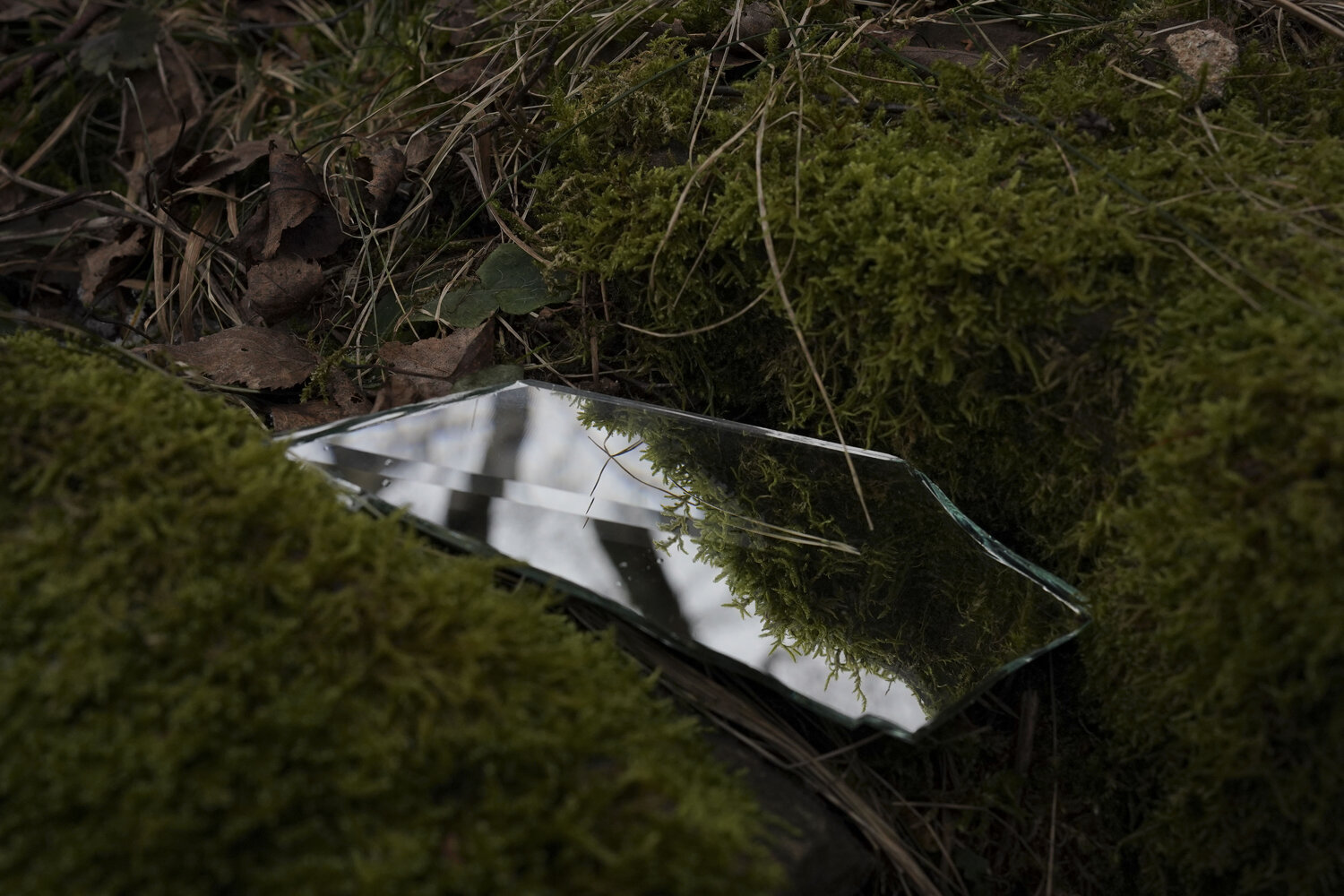 Facets of nature N°1 Ana Karina Haller Fotografie zu verkaufen