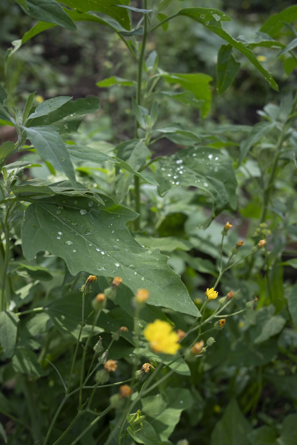 Leafdrops N°1 Ana Karina Haller