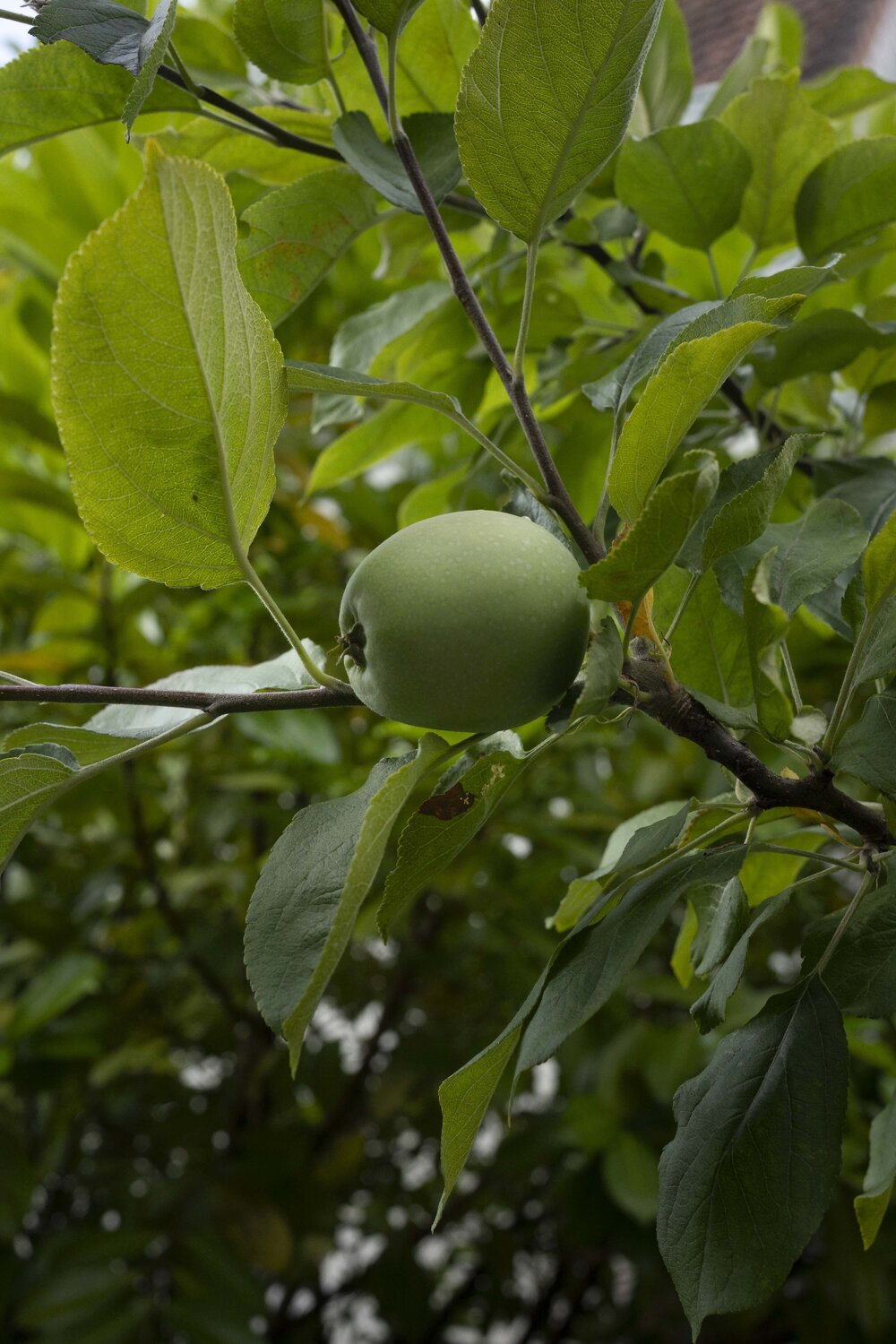 Apple N°6 Ana Karina Haller