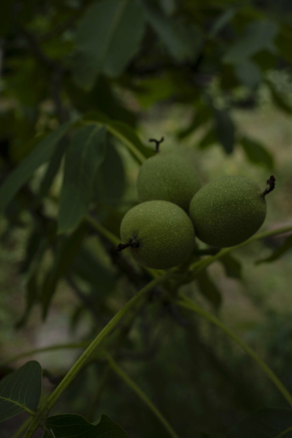 Walnuts Ana Karina Haller