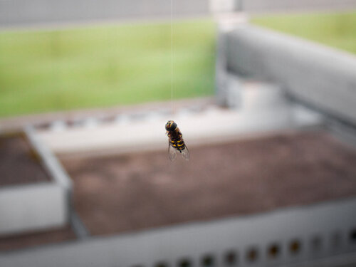 Wasp in front of OR Stefan Zausinger