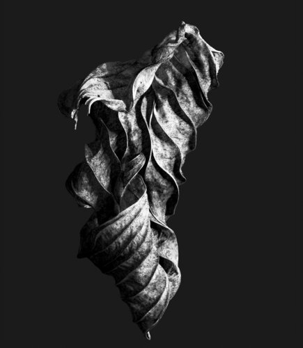 Zweite Schöpfung #130 by Sebastian Fink, Photography for Sale on Singulart