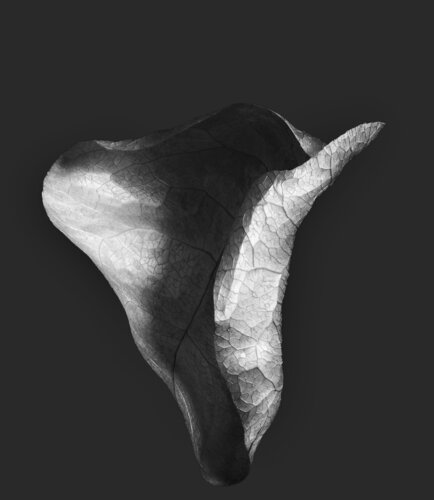 Zweite Schöpfung #6 van Sebastian Fink, Fotografie te koop op Singulart