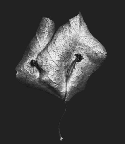 Zweite Schöpfung #129 van Sebastian Fink, Fotografie te koop op Singulart