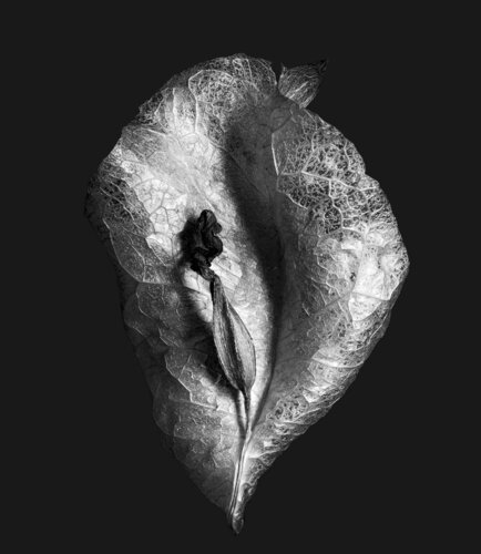 Zweite Schöpfung #127 van Sebastian Fink, Fotografie te koop op Singulart