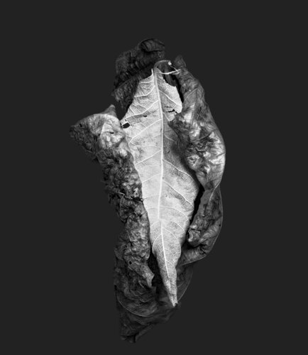 Zweite Schöpfung #17 di Sebastian Fink, Fotografia in vendita su Singulart