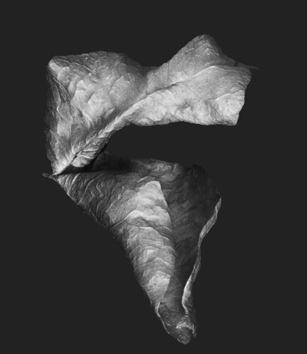 Zweite Schöpfung #135 van Sebastian Fink, Fotografie te koop op Singulart